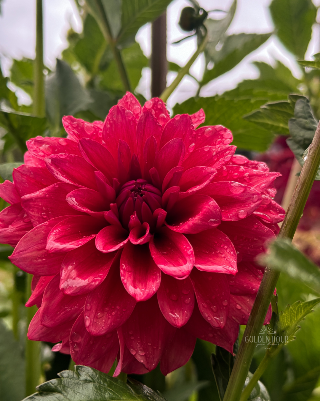 Bella Raimi Dahlia Tuber, Bella Raimi Dahlia Bulb, Bella Raimi Dahlia Flower, Bella Raimi Dahlia Sale, Bella Raimi Dahlia