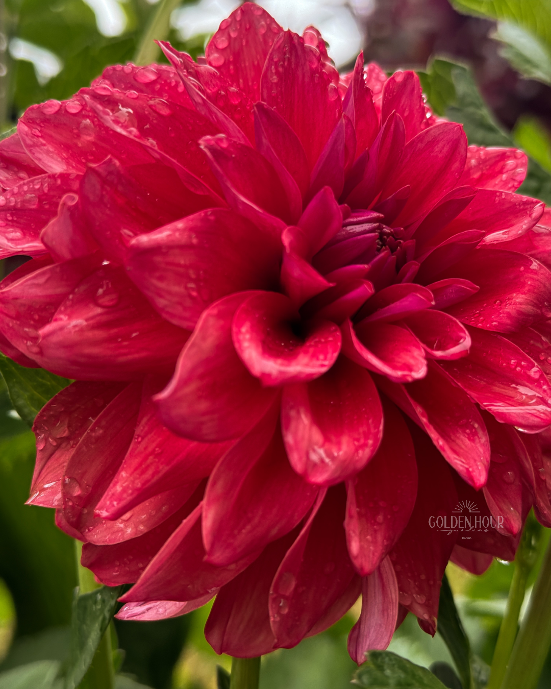Bella Raimi Dahlia Tuber, Bella Raimi Dahlia Bulb, Bella Raimi Dahlia Flower, Bella Raimi Dahlia Sale, Bella Raimi Dahlia