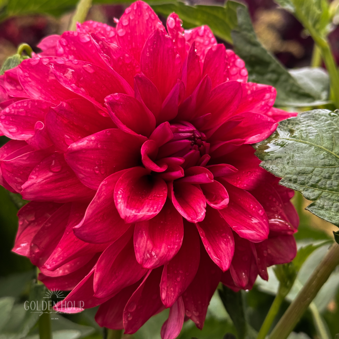 Bella Raimi Dahlia Tuber, Bella Raimi Dahlia Bulb, Bella Raimi Dahlia Flower, Bella Raimi Dahlia Sale, Bella Raimi Dahlia