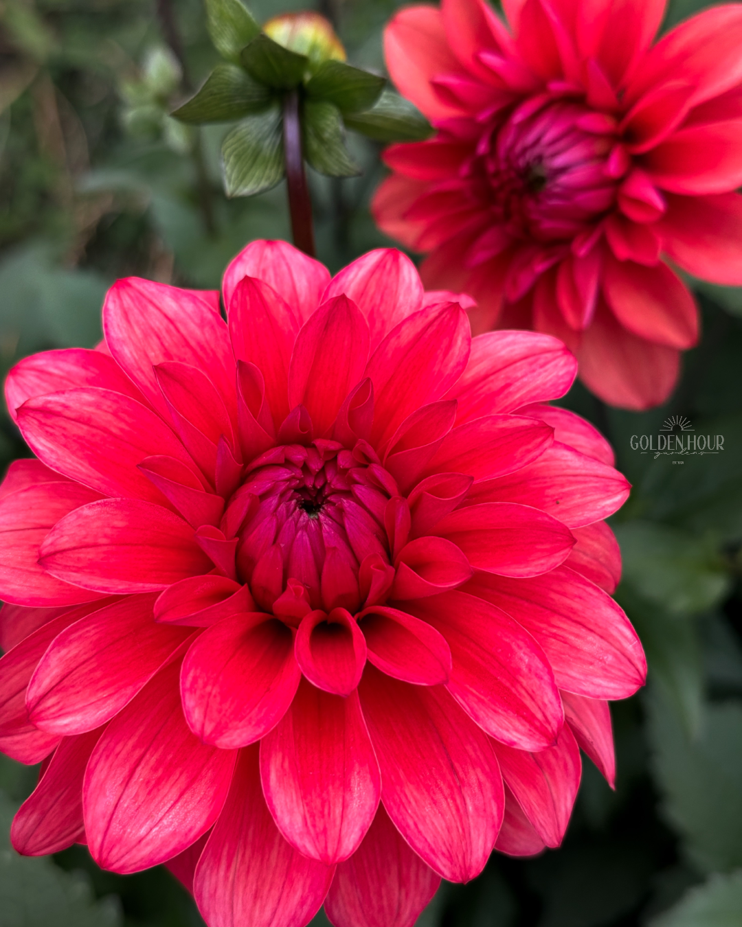 Bella Raimi Dahlia Tuber, Bella Raimi Dahlia Bulb, Bella Raimi Dahlia Flower, Bella Raimi Dahlia Sale, Bella Raimi Dahlia