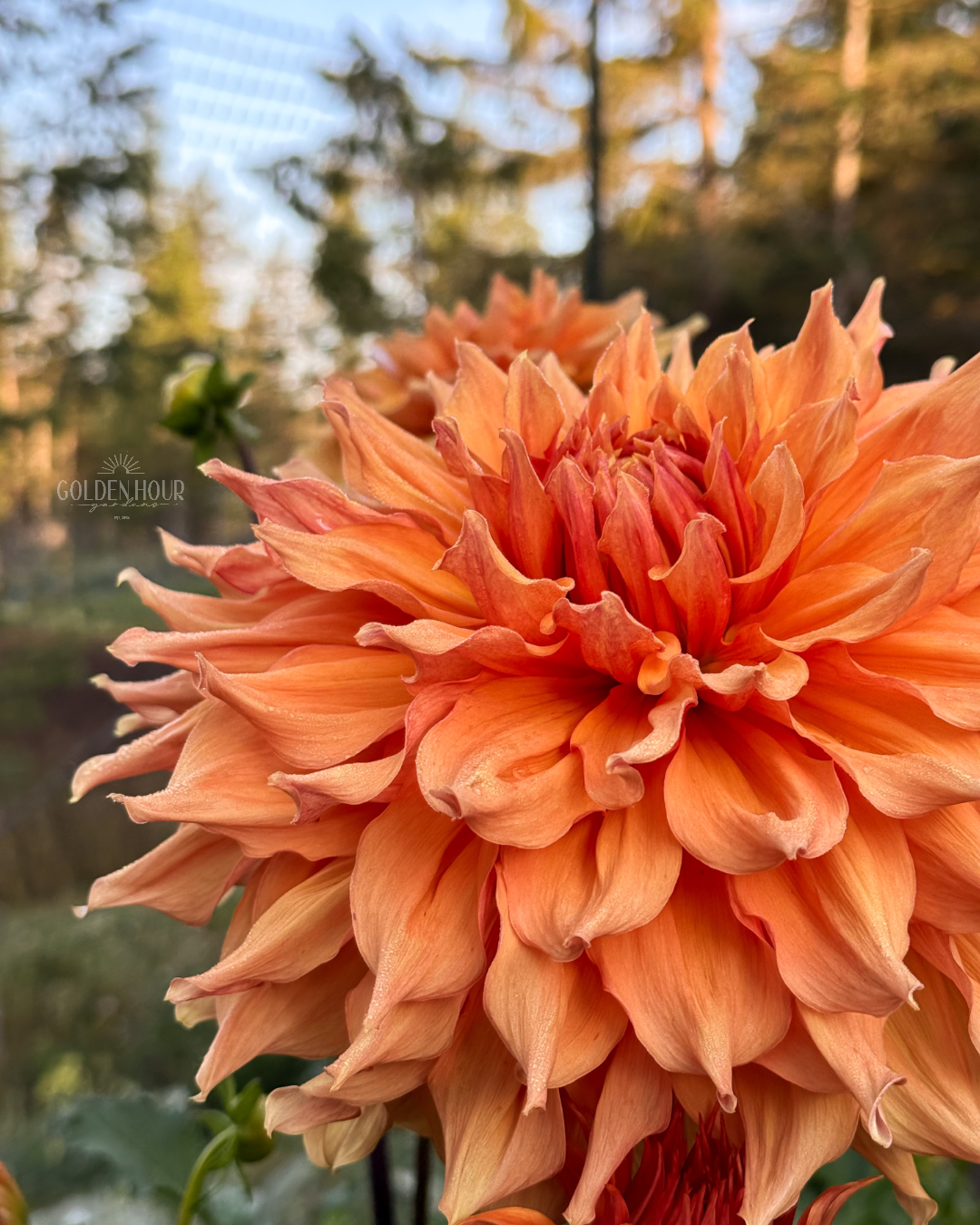 Ben Huston Dahlia Tuber, Ben Huston Dahlia Bulb, Ben Huston Dahlia Flower, Ben Huston Dahlia Sale, Ben Huston Dahlia