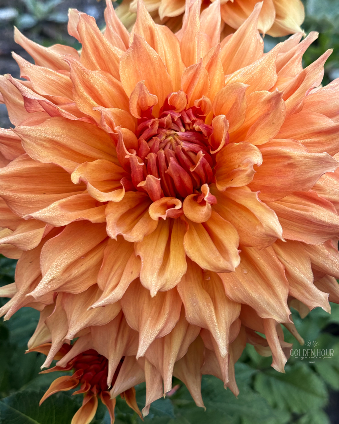 Ben Huston Dahlia Tuber, Ben Huston Dahlia Bulb, Ben Huston Dahlia Flower, Ben Huston Dahlia Sale, Ben Huston Dahlia