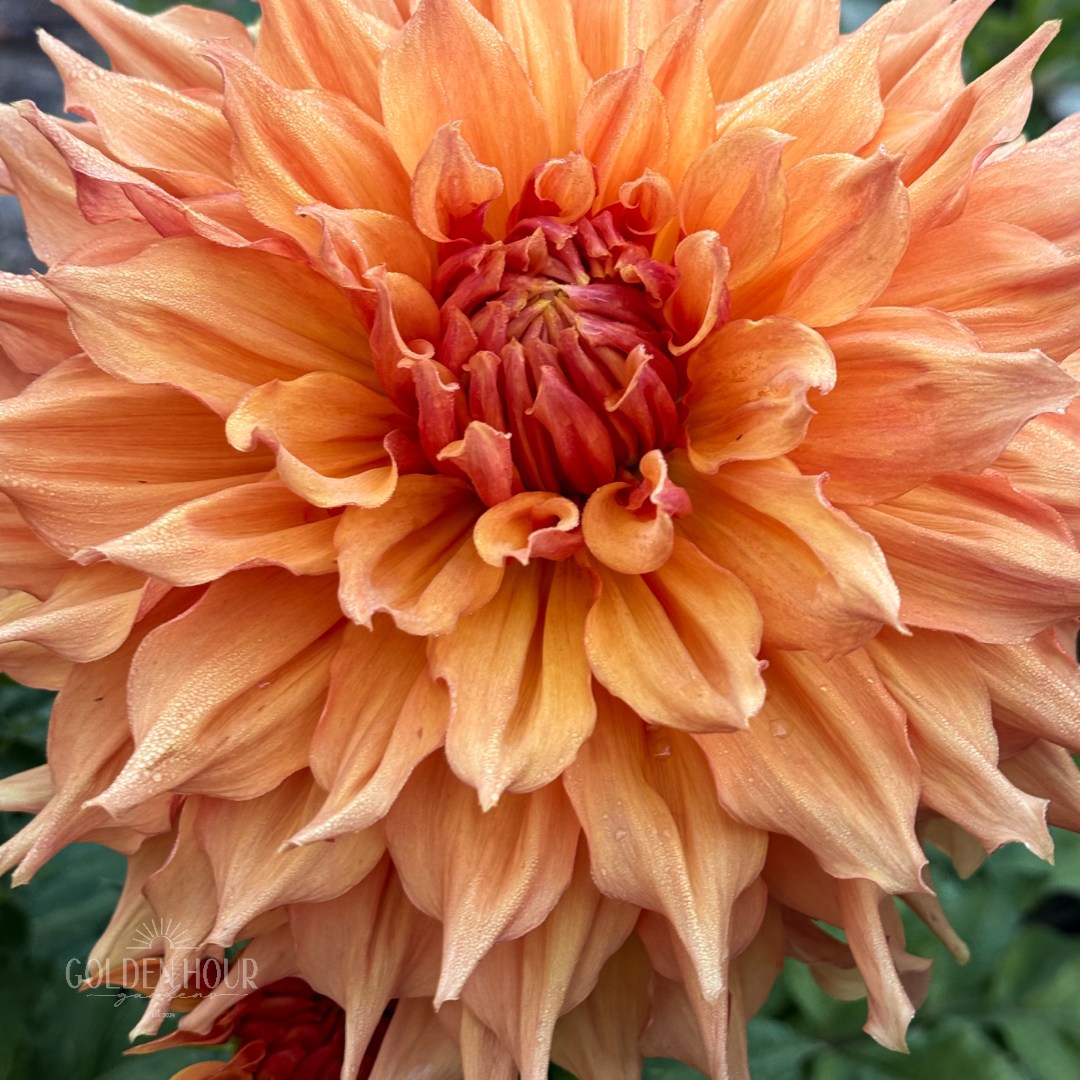 Ben Huston Dahlia Tuber, Ben Huston Dahlia Bulb, Ben Huston Dahlia Flower, Ben Huston Dahlia Sale, Ben Huston Dahlia
