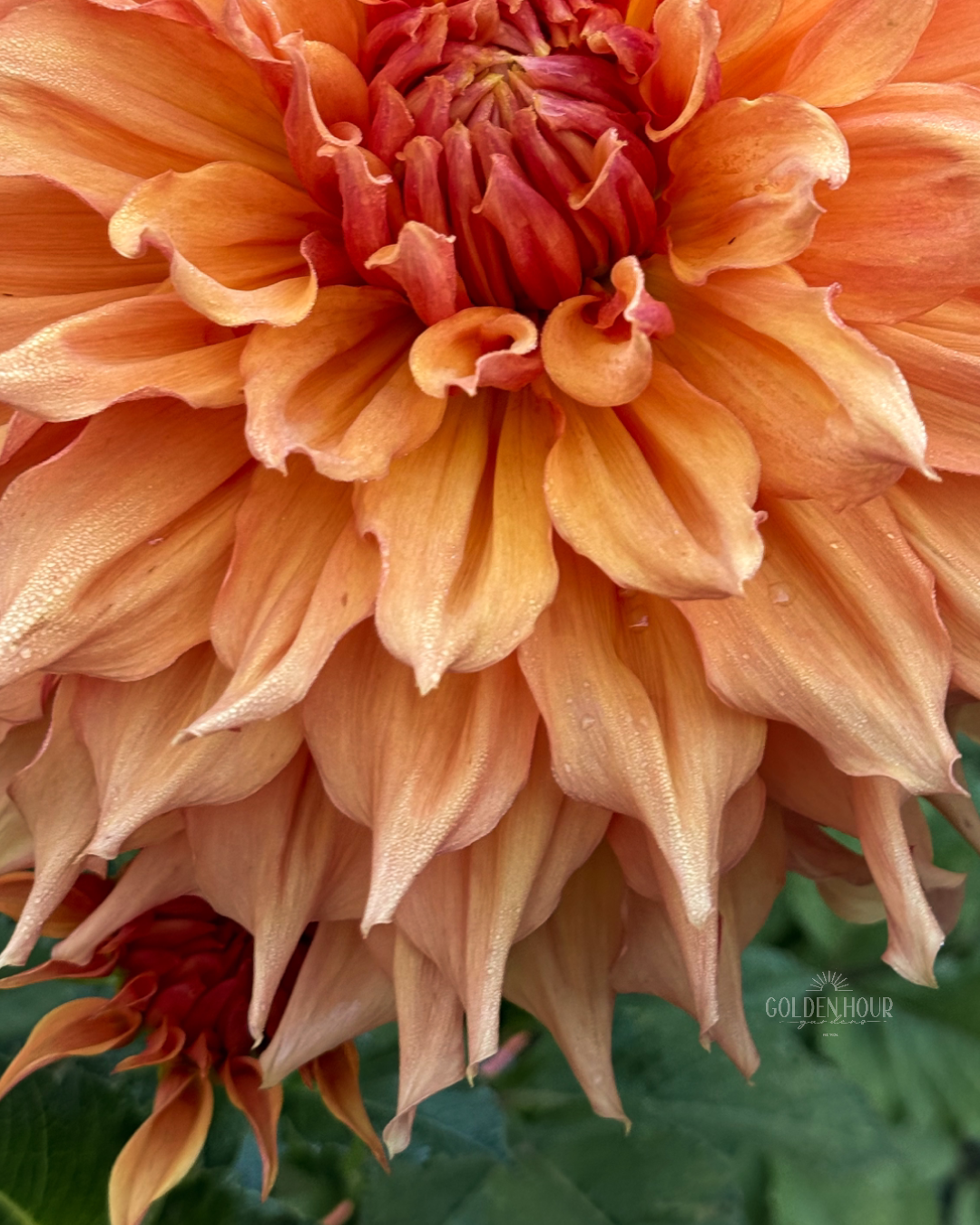 Ben Huston Dahlia Tuber, Ben Huston Dahlia Bulb, Ben Huston Dahlia Flower, Ben Huston Dahlia Sale, Ben Huston Dahlia