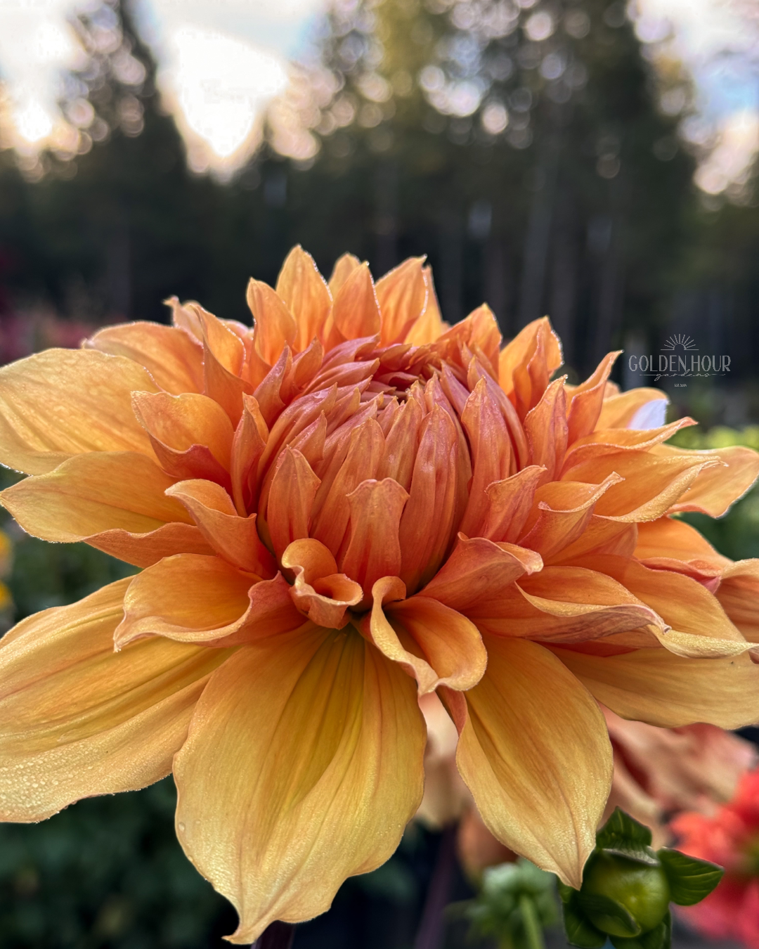 Ben Huston Dahlia Tuber, Ben Huston Dahlia Bulb, Ben Huston Dahlia Flower, Ben Huston Dahlia Sale, Ben Huston Dahlia