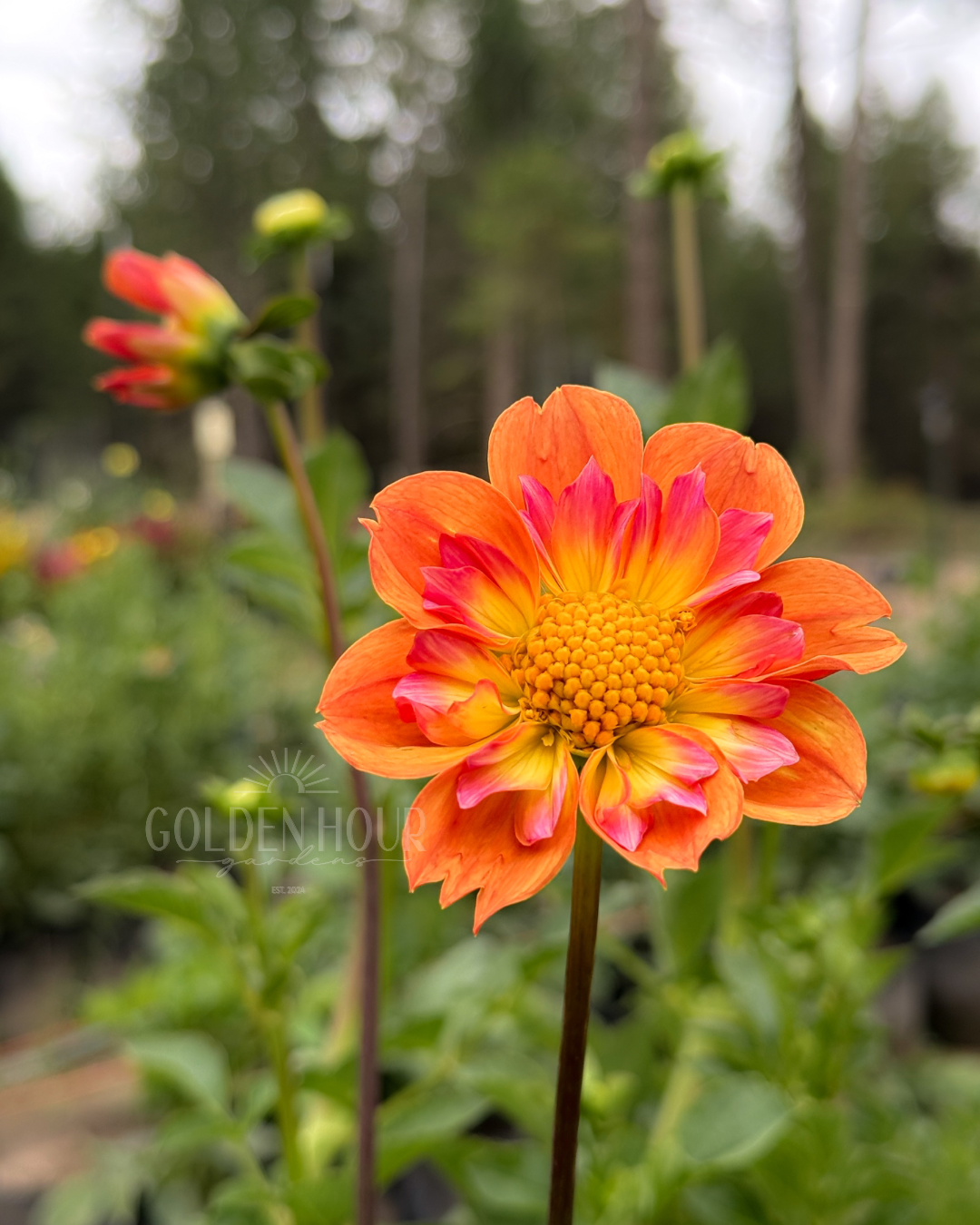 Bloomquist Behold Dahlia Tuber, Bloomquist Behold Dahlia Bulb, Bloomquist Behold Dahlia Flower, Bloomquist Behold Dahlia Bloom