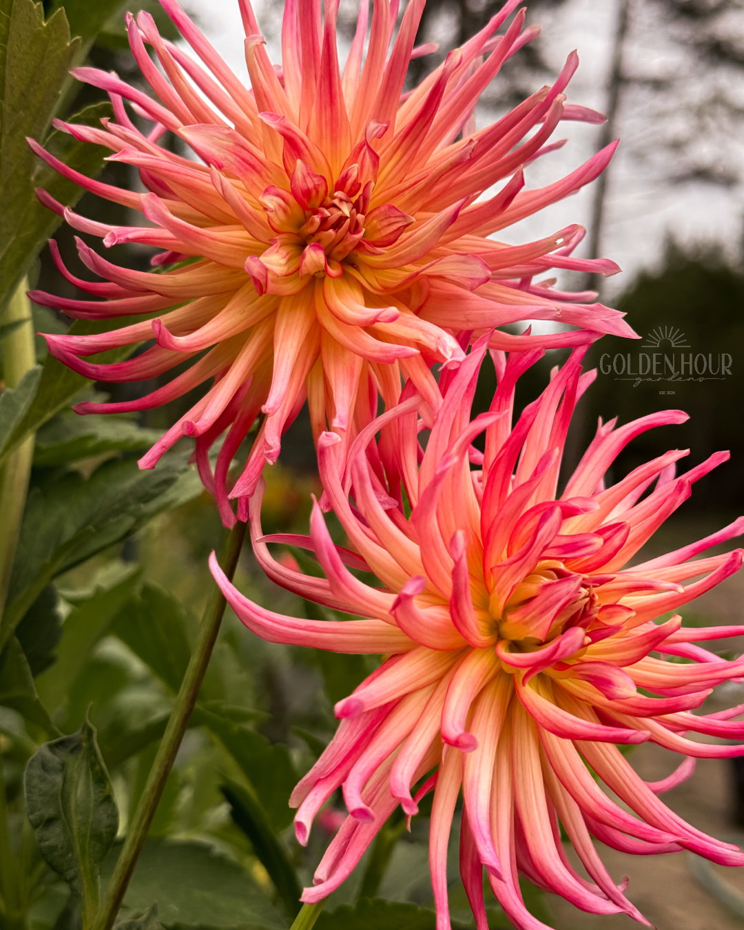Bloomquist Beth Dahlia Tuber, Bloomquist Beth Dahlia Bulb, Bloomquist Beth Dahlia Flower, Bloomquist Beth Dahlia Bloom