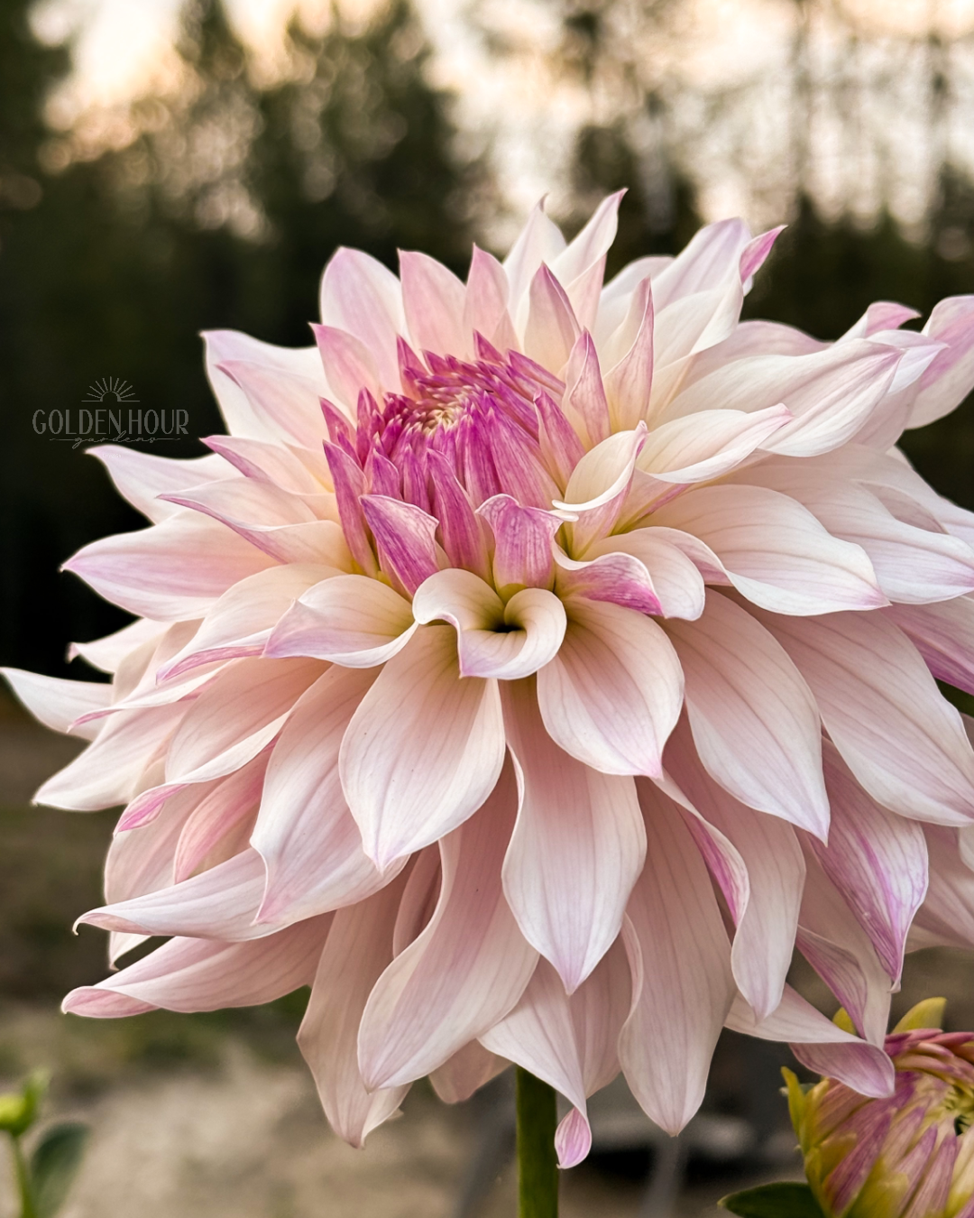 Bloomquist Compare Dahlia Tubers, Bloomquist Compare Dahlia Bulbs, Bloomquist Compare Dahlia Flower, Bloomquist Compare Dahlia Sale