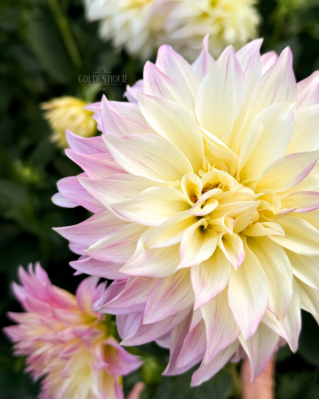 Bloomquist Cream Dahlia Tuber, Bloomquist Cream Dahlia Flower, Bloomquist Cream Dahlia Bulb, Bloomquist Cream Dahlia for Sale