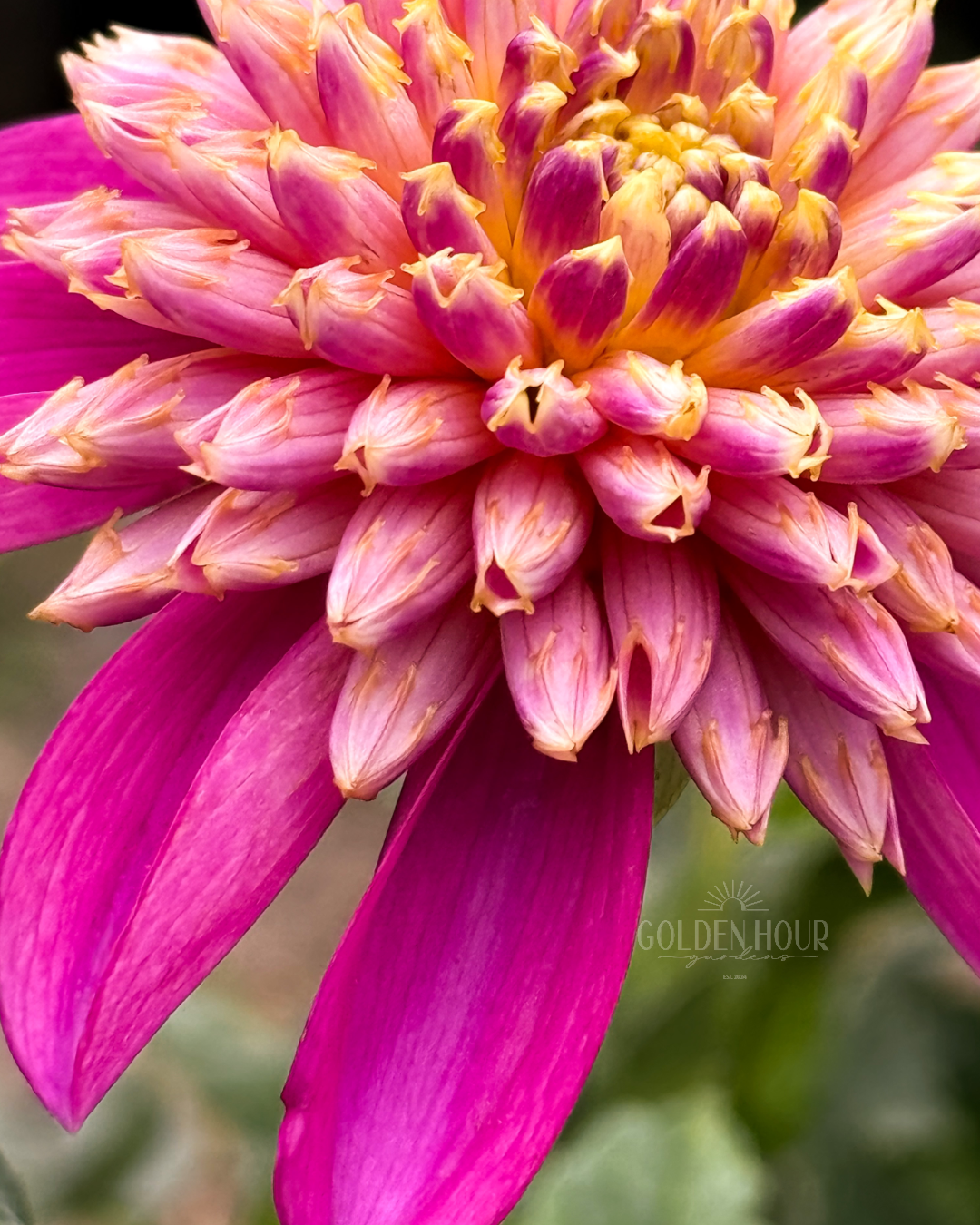 Bloomquist Ginnie Dahlia Tuber, Bloomquist Ginnie Dahlia Bulb, Bloomquist Ginnie Dahlia Flower, Bloomquist Ginnie Dahlia Bulb