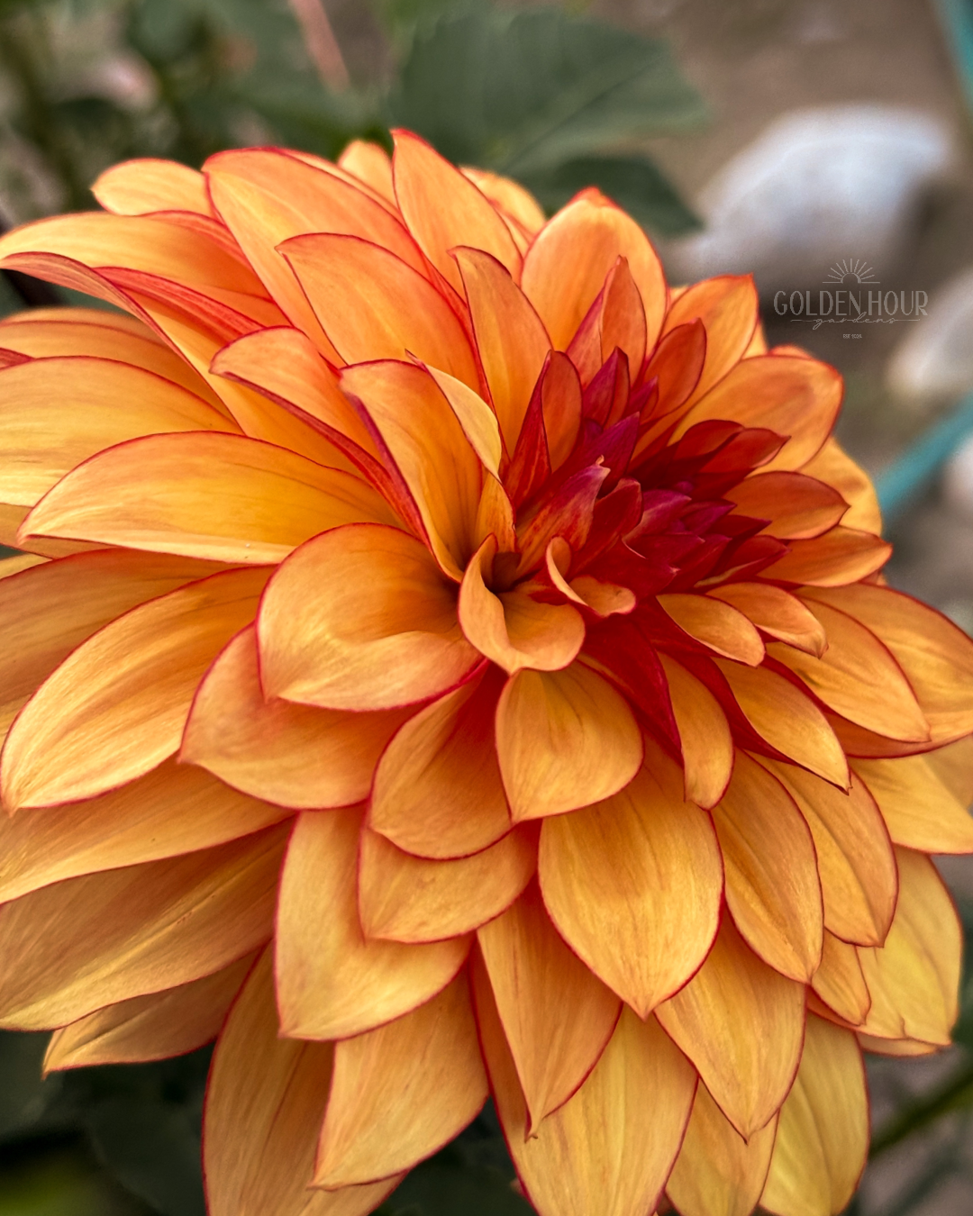 Bloomquist Globe Dahlia Tuber, Bloomquist Globe Dahlia Bulb, Bloomquist Globe Dahlia Flower, Bloomquist Globe Dahlia