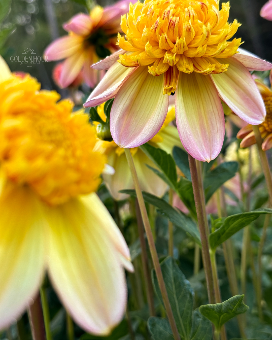 Bloomquist Golden Dahlia Tuber, Bloomquist Golden Dahlia Bulb, Bloomquist Golden Dahlia Bloom, Bloomquist Golden Dahlia Flower