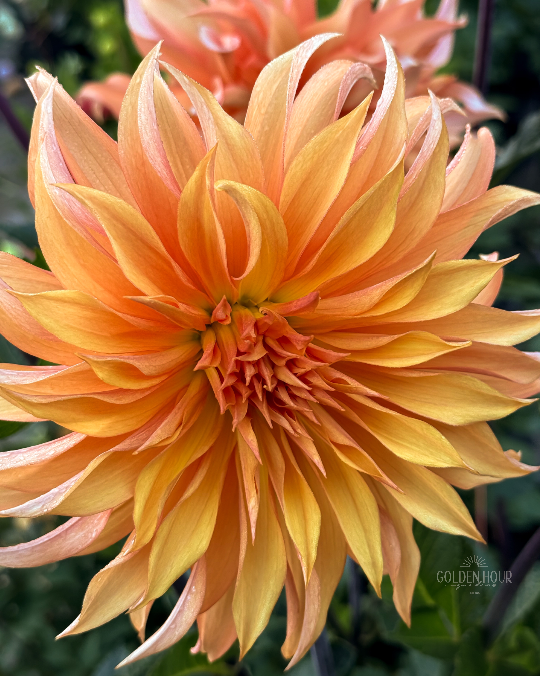 Bloomquist Hero Dahlia Tuber, Bloomquist Hero Dahlia Bulb, Bloomquist Hero Dahlia Flower, Bloomquist Hero Dahlia Sale, Bloomquist Hero Dahlia