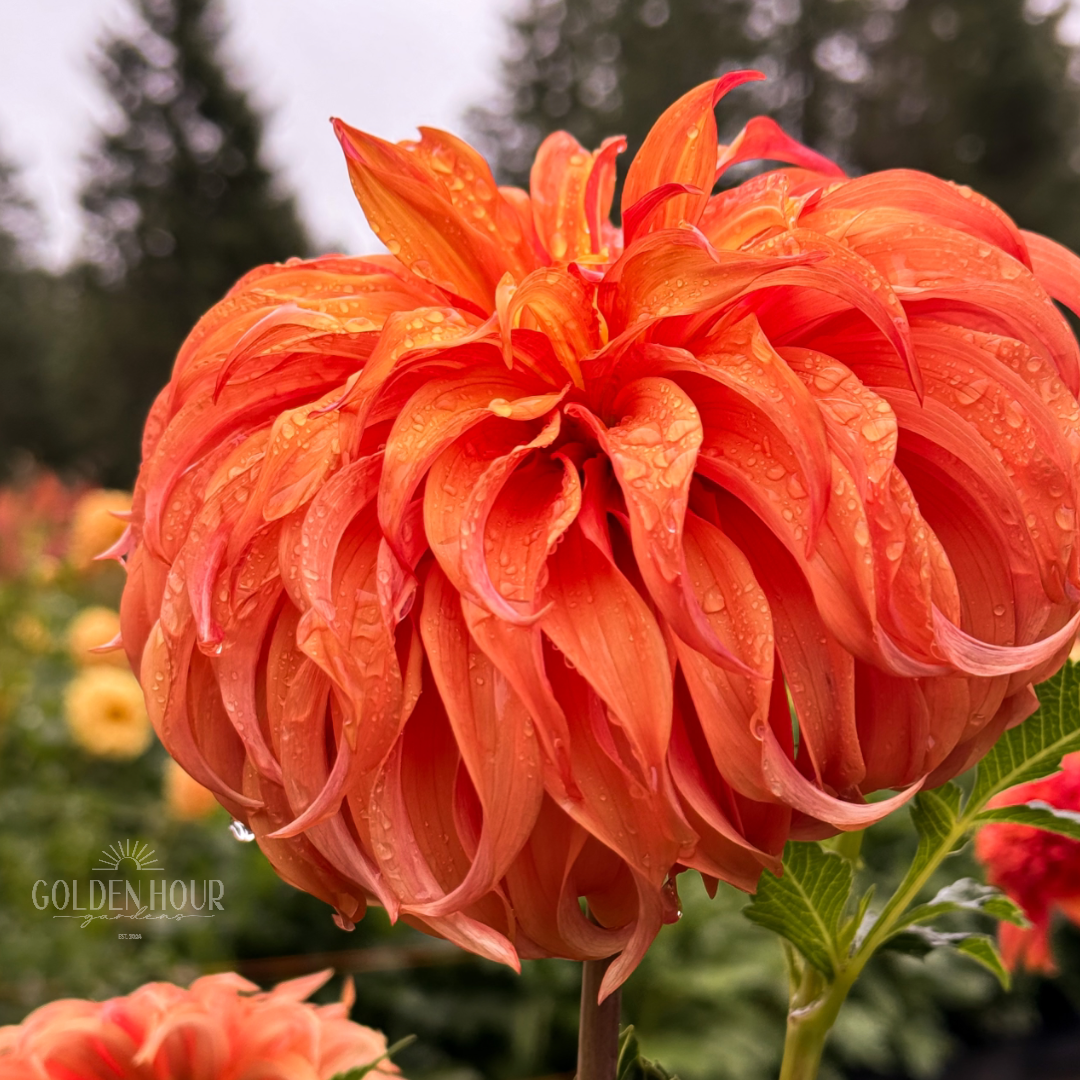 bloomquist jean dahlia seeds Bloomquist Jean – Golden Hour Gardens