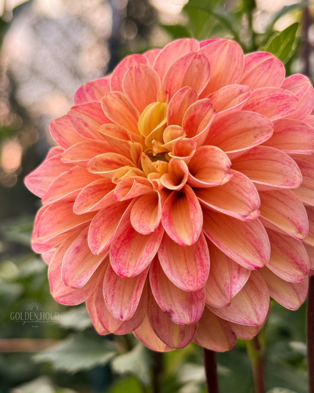 Bloomquist Lighthearted Dahlia Tuber, Bloomquist Lighthearted Dahlia Bulb, Bloomquist Lighthearted Dahlia Flower, Bloomquist Lighthearted Dahlia Sale