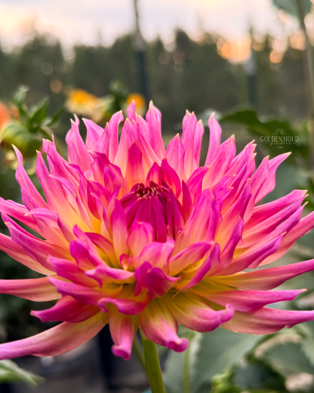 Bloomquist Mildred Dahlia Tuber, Bloomquist Mildred Dahlia Bulb, Bloomquist Mildred Dahlia Flower, Bloomquist Mildred S Dahlia Sale