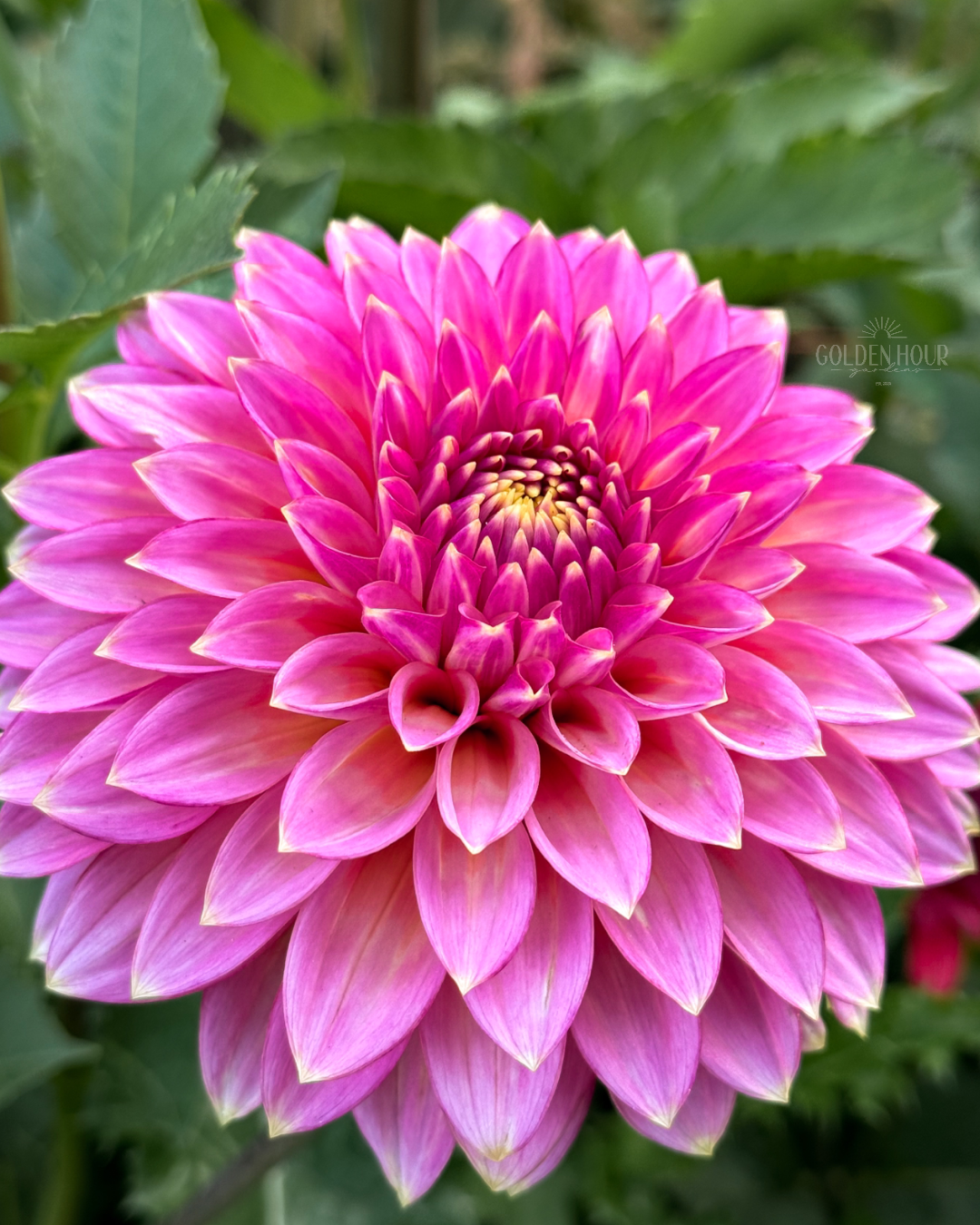 Bloomquist Mojo Dahlia Tuber, Bloomquist Mojo Dahlia Bulb, Bloomquist Mojo Dahlia Flower, Bloomquist Mojo Dahlia for Sale, Bloomquist Mojo Dahlia