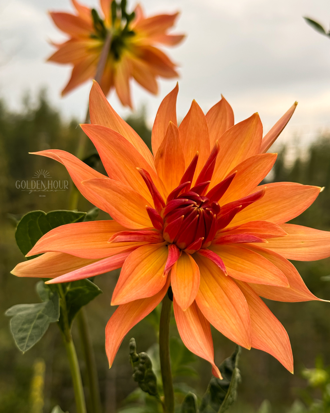 Bloomquist Orion Dahlia Tuber, Bloomquist Orion Dahlia Bulb, Bloomquist Orion Dahlia Flower, Bloomquist Orion Dahlia