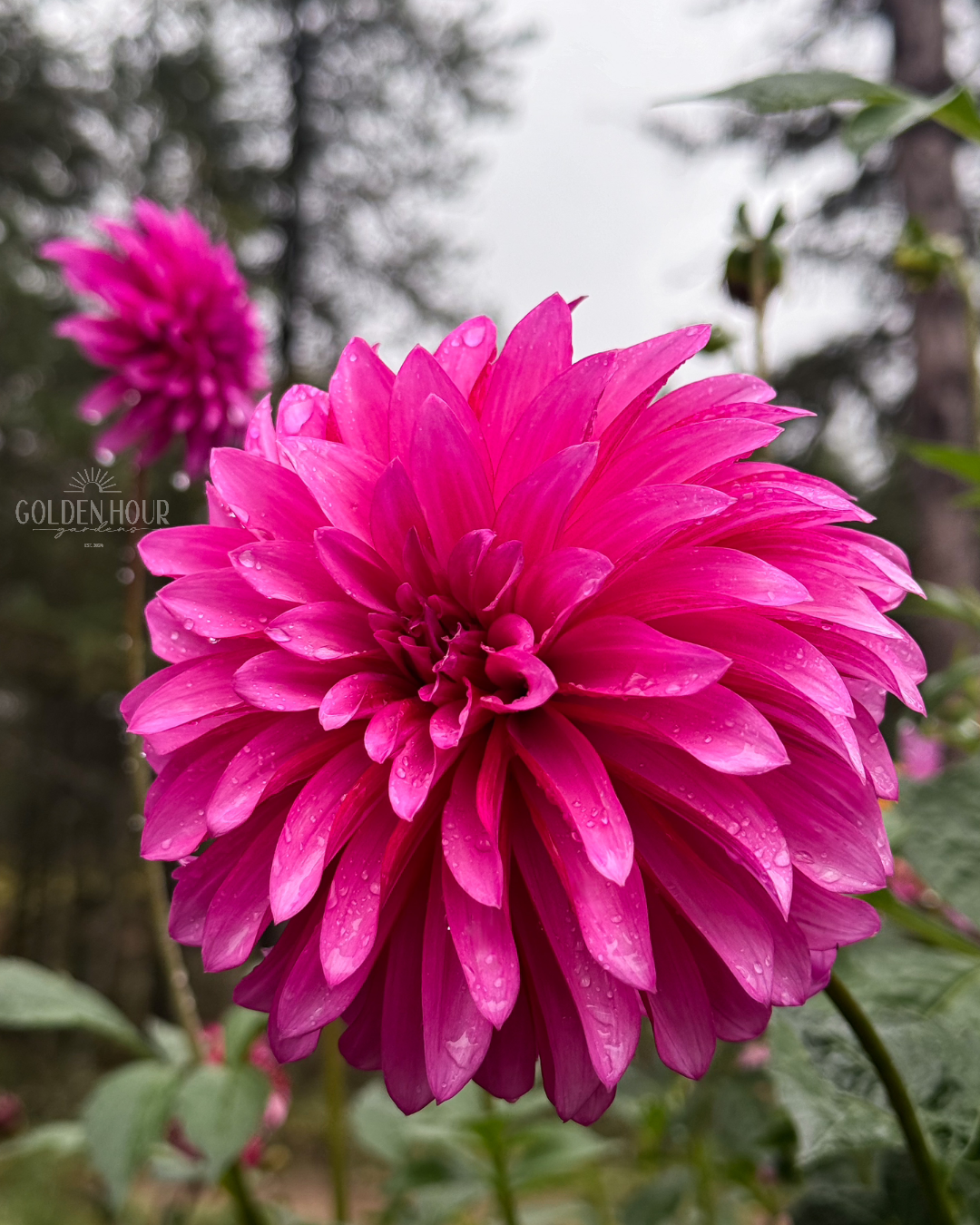 Bloomquist Pinwheel Dahlia Bulb, Bloomquist Pinwheel Dahlia Tuber, Bloomquist Pinwheel Dahlia Flower, Bloomquist Pinwheel Dahlia Sale