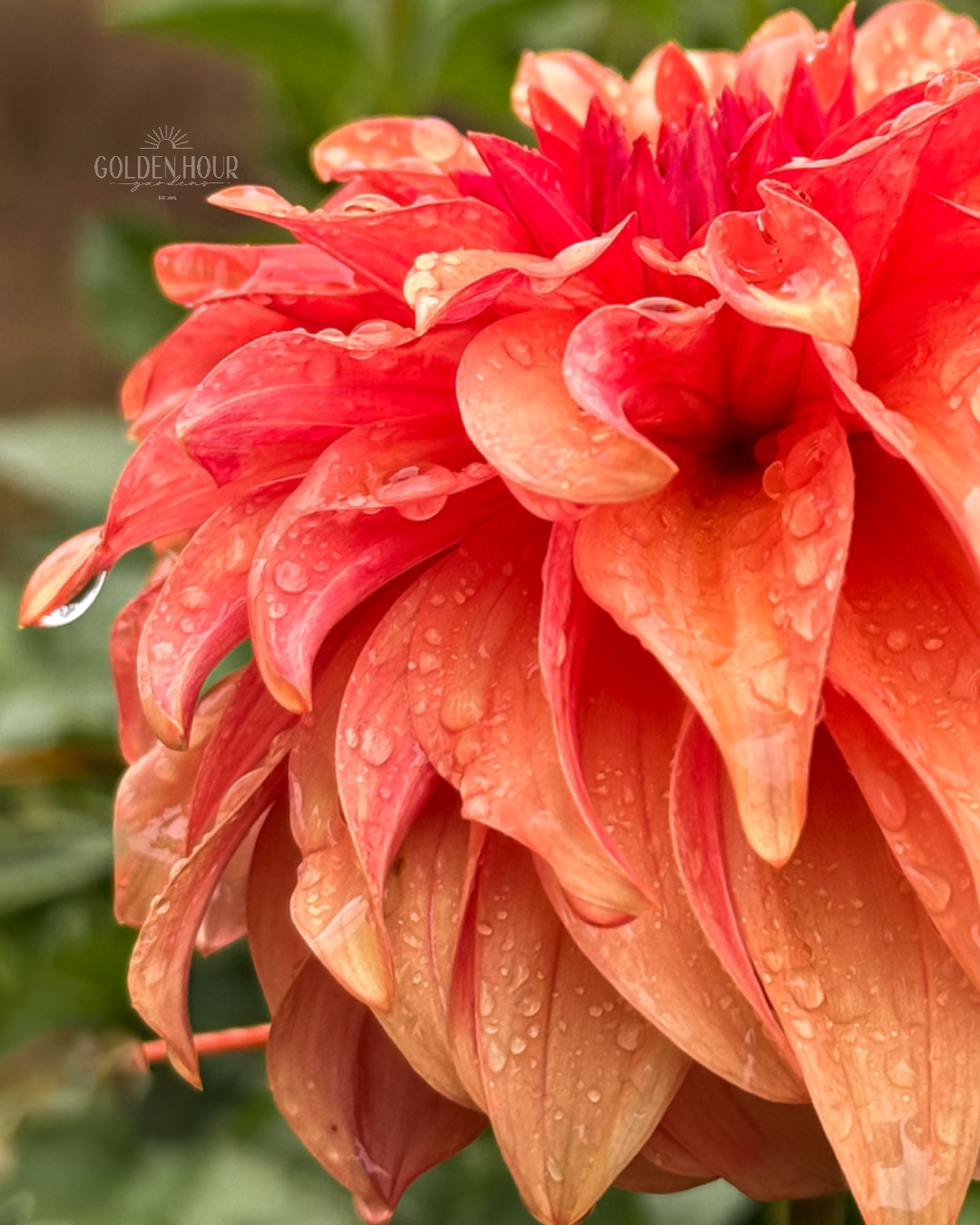 Bloomquist Pleasing Dahlia Tuber, Bloomquist Pleasing Dahlia Bulb, Bloomquist Pleasing Dahlia Flower, Bloomquist Pleasing Dahlia for Sale, Bloomquist Pleasing Dahlia