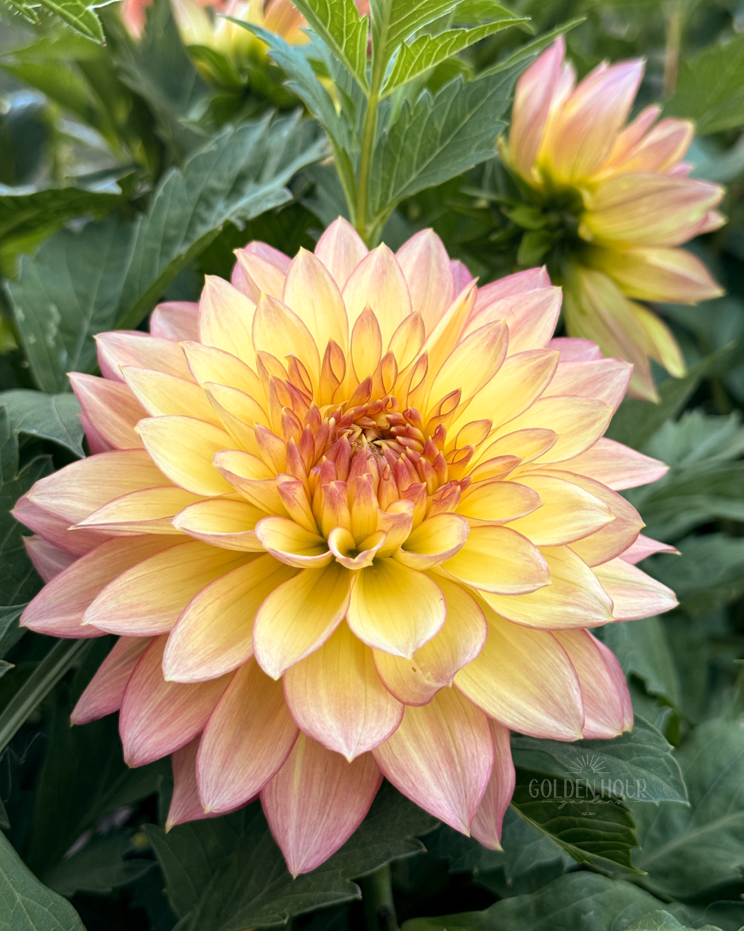 Bloomquist Vigor Dahlia Tuber, Bloomquist Vigor Dahlia Bulb, Bloomquist Vigor Dahlia Flower, Bloomquist Vigor Dahlia