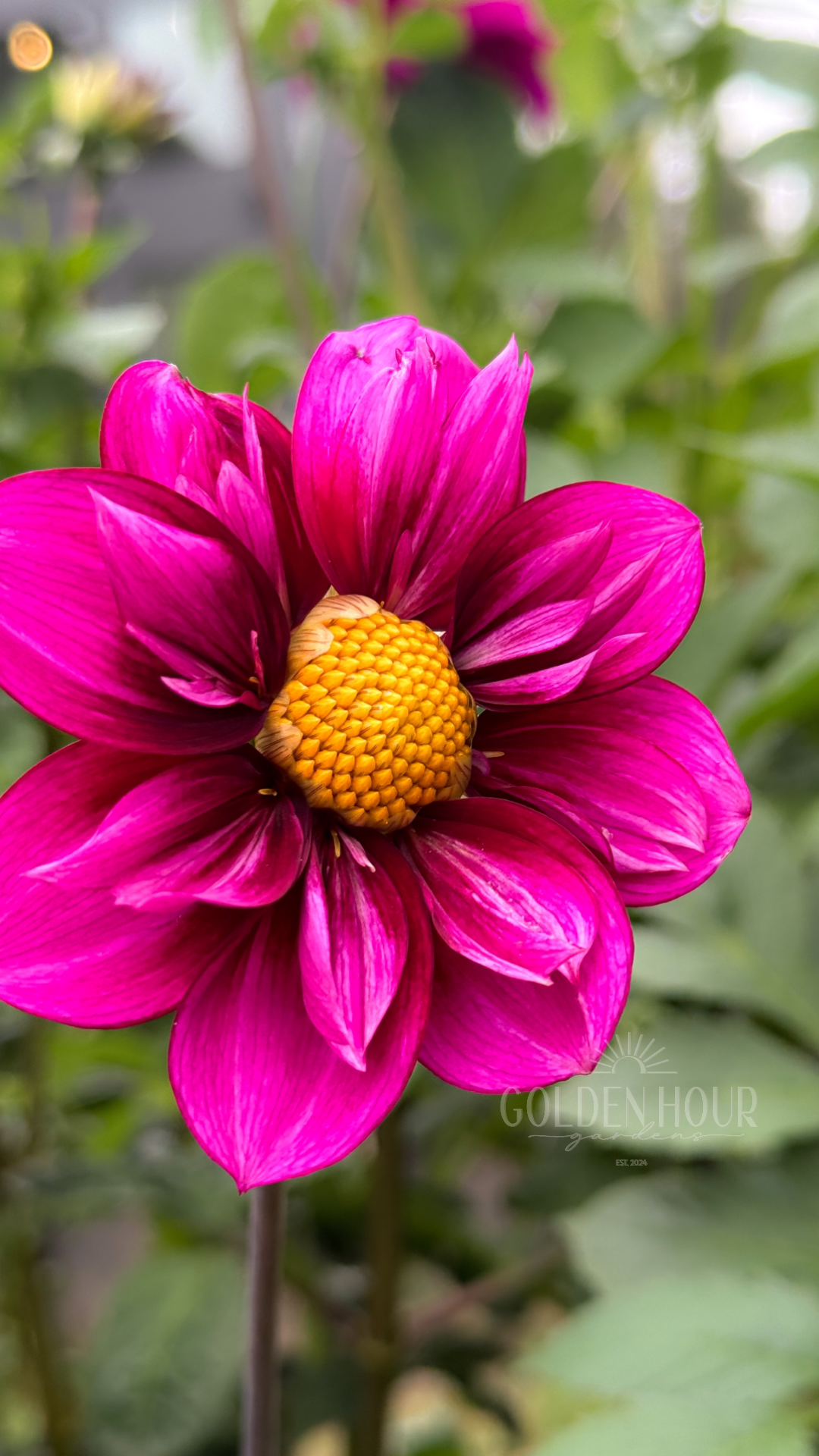 Bloomquist Whimsical Dahlia Tuber, Bloomquist Whimsical Dahlia Bulb, Bloomquist Whimsical Dahlia Flower, Bloomquist Whimsical Dahlia Bloom