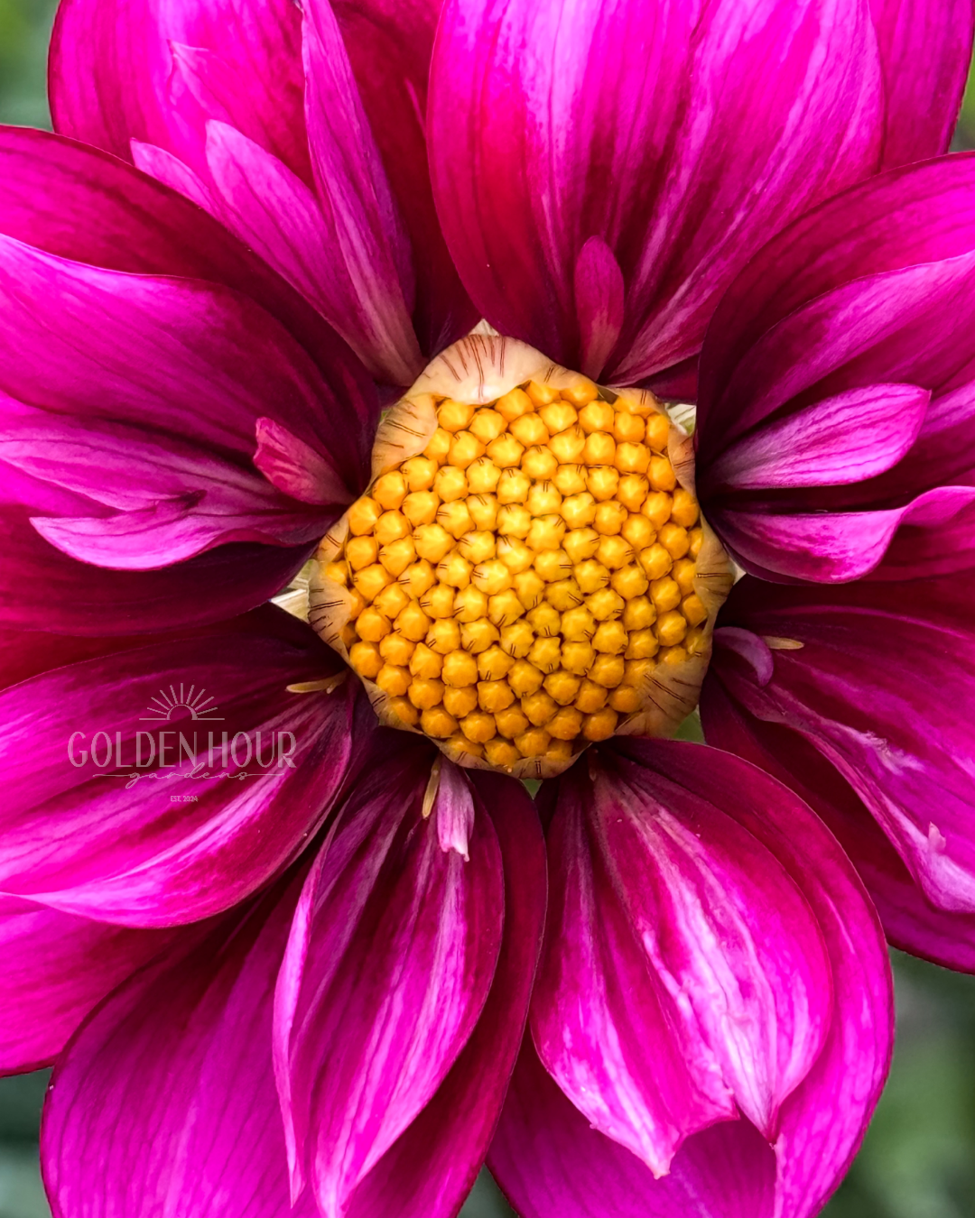 Bloomquist Whimsical Dahlia Tuber, Bloomquist Whimsical Dahlia Bulb, Bloomquist Whimsical Dahlia Flower, Bloomquist Whimsical Dahlia Bloom