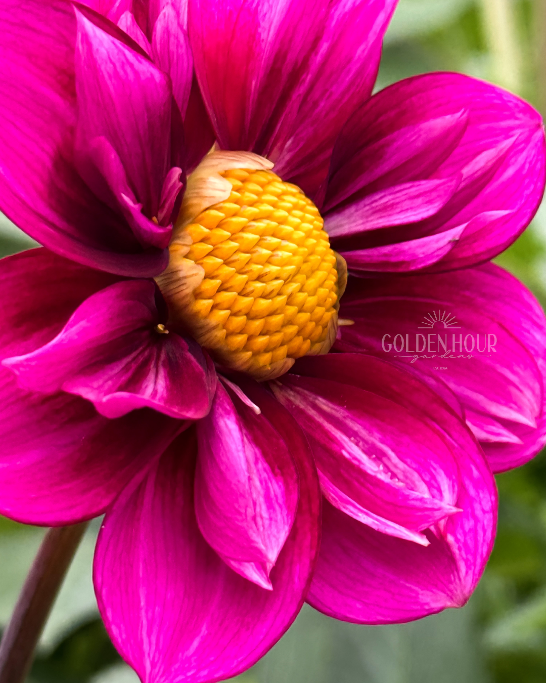 Bloomquist Whimsical Dahlia Tuber, Bloomquist Whimsical Dahlia Bulb, Bloomquist Whimsical Dahlia Flower, Bloomquist Whimsical Dahlia Bloom