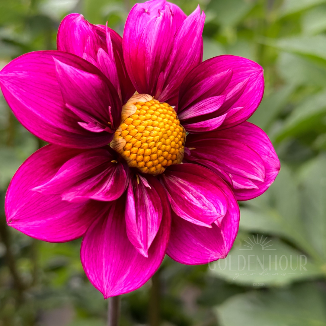 Bloomquist Whimsical Dahlia Tuber, Bloomquist Whimsical Dahlia Bulb, Bloomquist Whimsical Dahlia Flower, Bloomquist Whimsical Dahlia Bloom