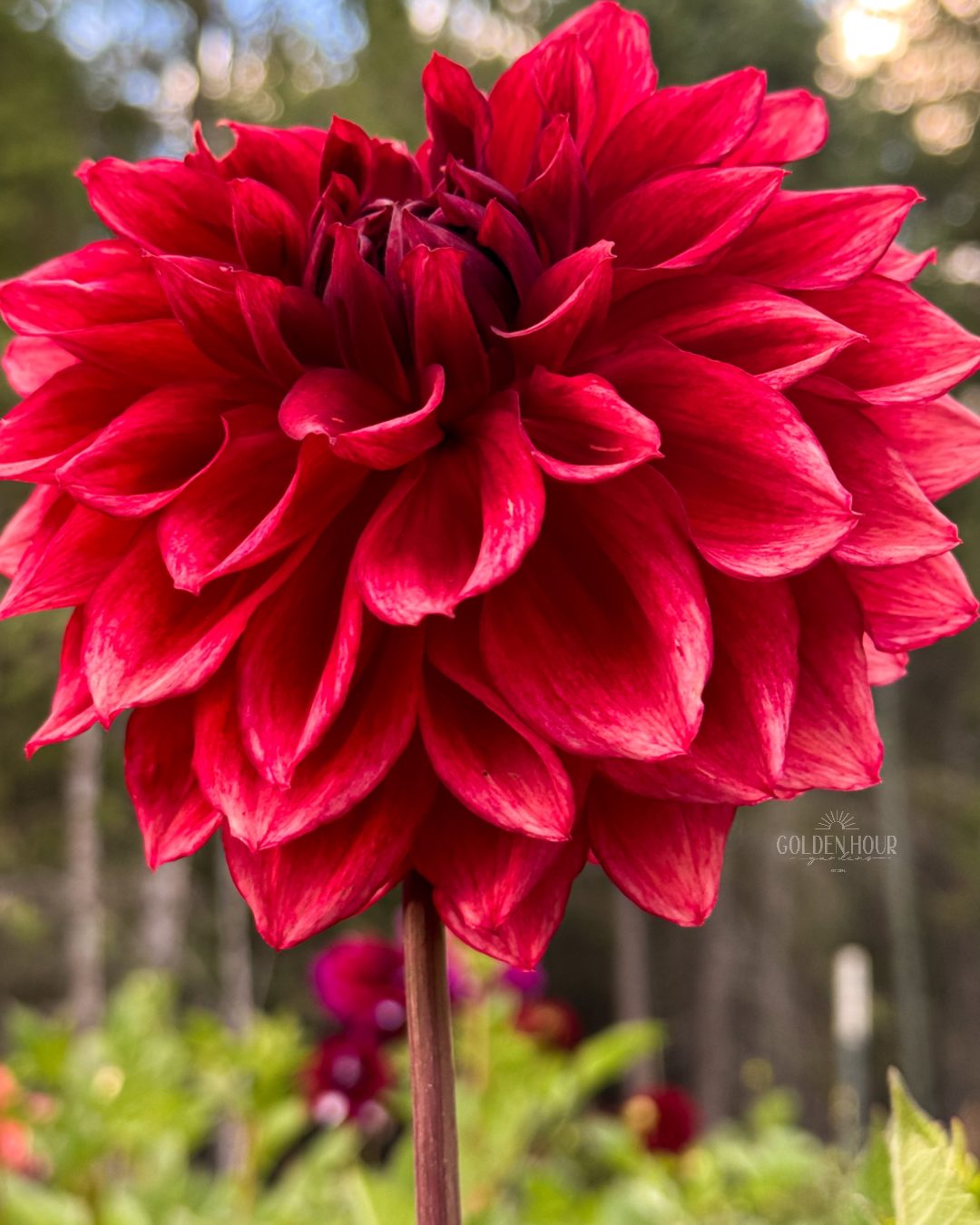 Bloomquist York Dahlia Tuber, Bloomquist York Dahlia Bulb, Bloomquist York Dahlia Flower, Bloomquist York Dahlia Sale, Bloomquist York Dahlia