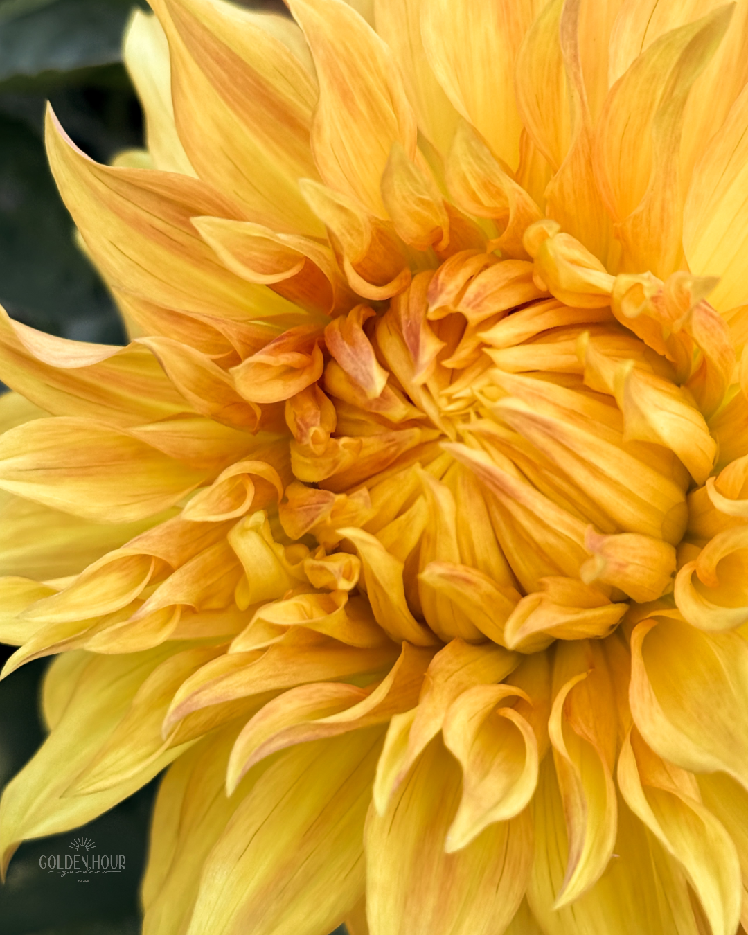 Bonaventure Dahlia Tuber, Bonaventure Dahlia Bulb, Bonaventure Dahlia Flower, Bonaventure Dahlia Sale, Bonaventure Dahlia