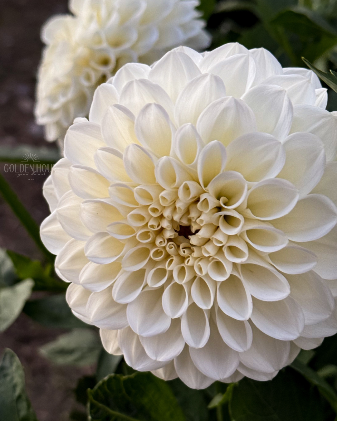 Boom Boom White Dahlia Tuber, Boom Boom White Dahlia Bulb, Boom Boom White Dahlia Flower, Boom Boom White Dahlia Bloom