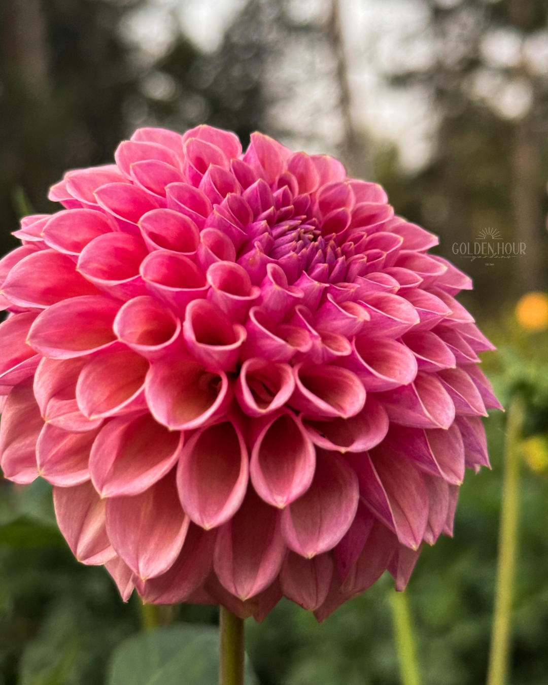 Bracken Ruse Dahlia Tuber, Bracken Ruse Dahlia Flower, Bracken Ruse Dahlia Bulb, Bracken Ruse Dahlia
