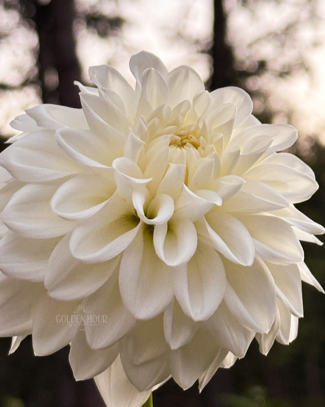 Brookside Snowball Dahlia Tuber, Brookside Snowball Dahlia Bulb, Brookside Snowball Dahlia Flower, Brookside Snowball Dahlia
