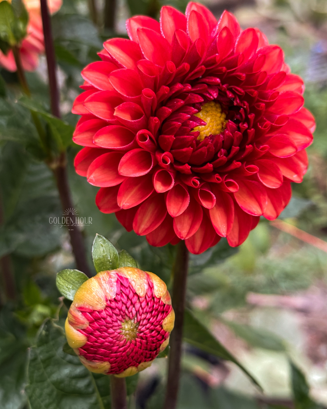 Brown Sugar Dahlia Tuber, Brown Sugar Dahlia Flower, Brown Sugar Dahlia Bulb, Brown Sugar Dahlia Sale, Brown Sugar Dahlia