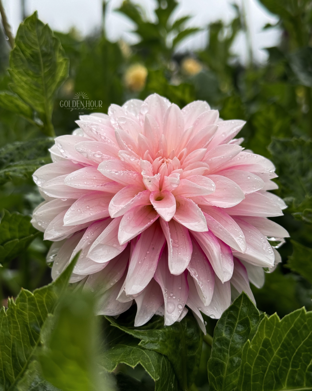 Budapest Blush Dahlia Tuber, Budapest Blush Dahlia Flower, Budapest Blush Dahlia Bulb, Budapest Blush Dahlia Sale, Budapest Blush Dahlia