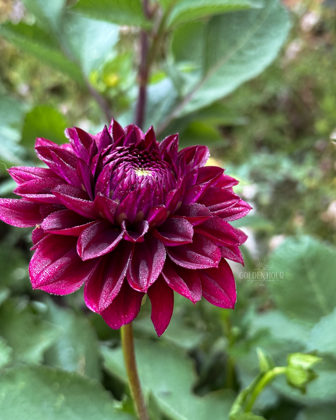 CDP Floriferous Dahlia Tuber, CDP Floriferous Dahlia Flower, CDP Floriferous Dahlia Sale, CDP Floriferous Dahlia, CDP Floriferous Dahlia Bulb, CDP Floriferous Dahlia