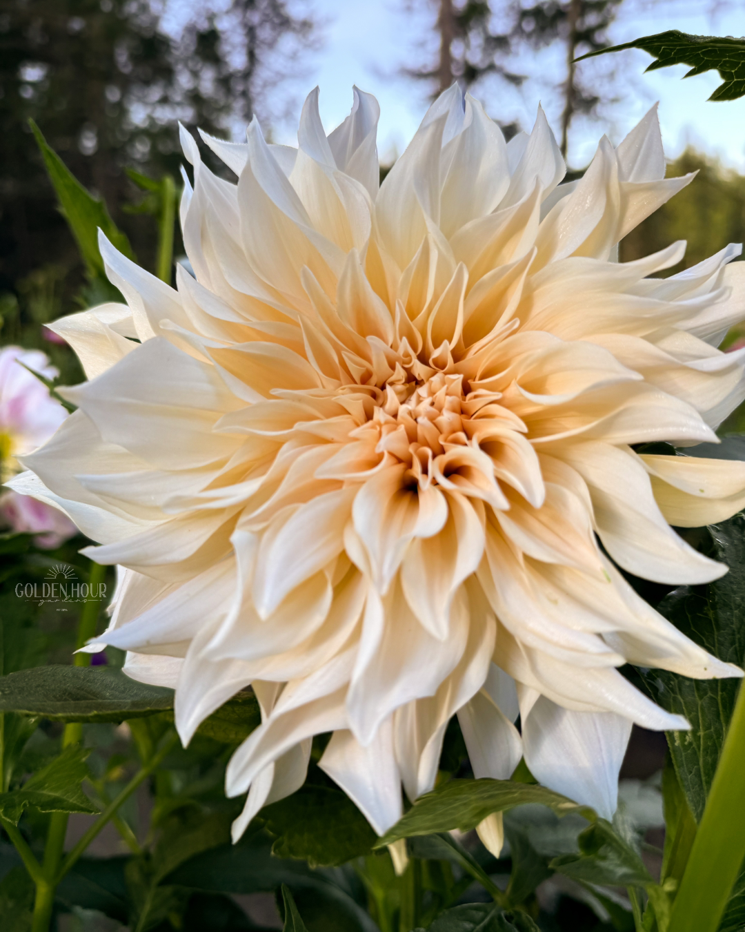 Cafe Au Lait Dahlia Tuber, Cafe Au Lait Dahlia Bulb, Cafe Au Lait Dahlia Flower, Cafe Au Lait Dahlia Sale, Cafe Au Lait Dahlia