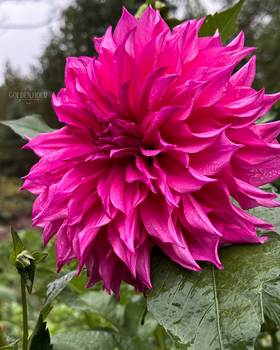 Cafe au Lait Rose Dahlia Tuber, Cafe au Lait Rose Dahlia Bulb, Cafe au Lait Rose Dahlia Flower, Cafe au Lait Rose Dahlia Sale