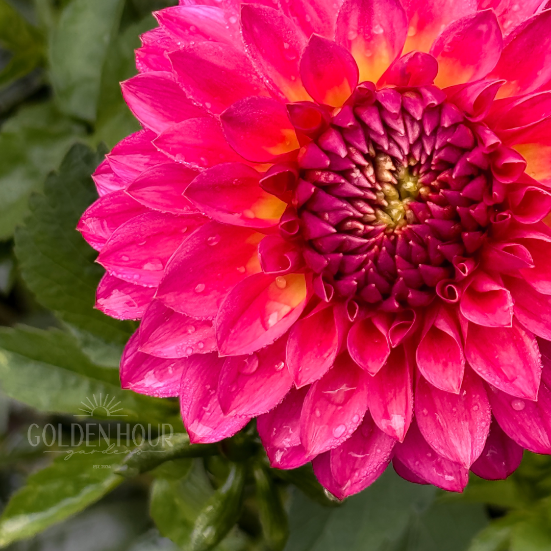 Camano Roo Dahlia Tuber, Camano Roo Dahlia Bulb, Camano Roo Dahlia Flower, Camano Roo Dahlia Bloom