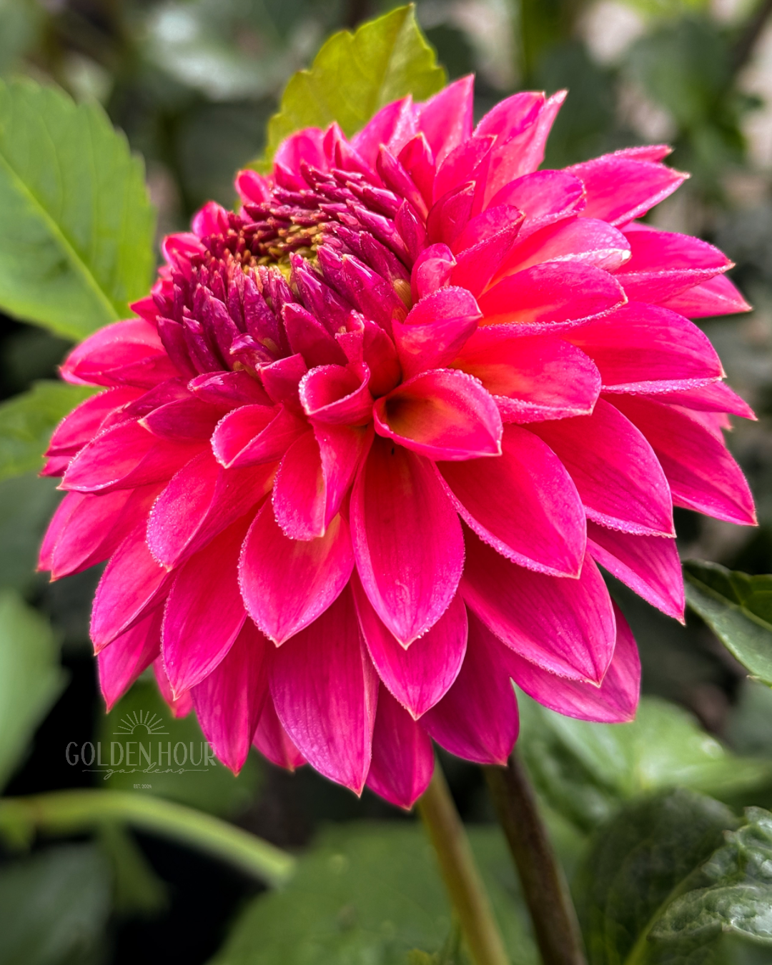 Camano Roo Dahlia Tuber, Camano Roo Dahlia Bulb, Camano Roo Dahlia Flower, Camano Roo Dahlia Bloom