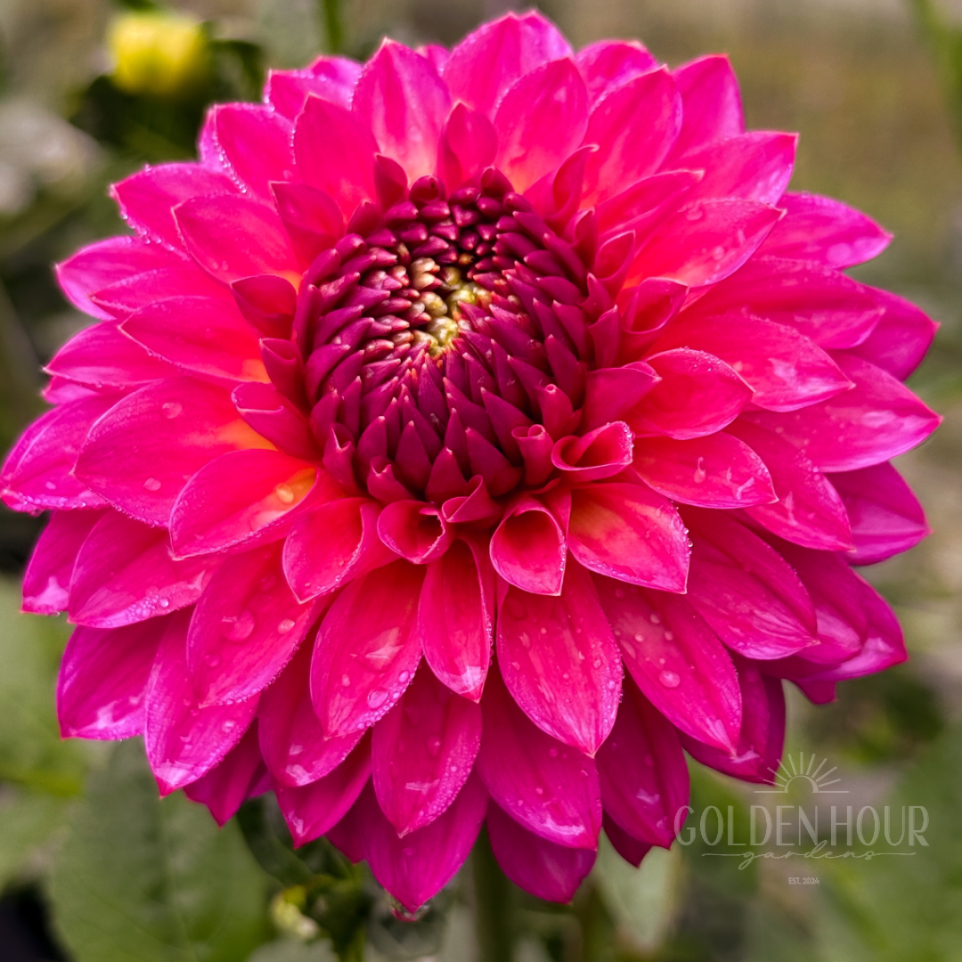 Camano Roo Dahlia Tuber, Camano Roo Dahlia Bulb, Camano Roo Dahlia Flower, Camano Roo Dahlia Bloom