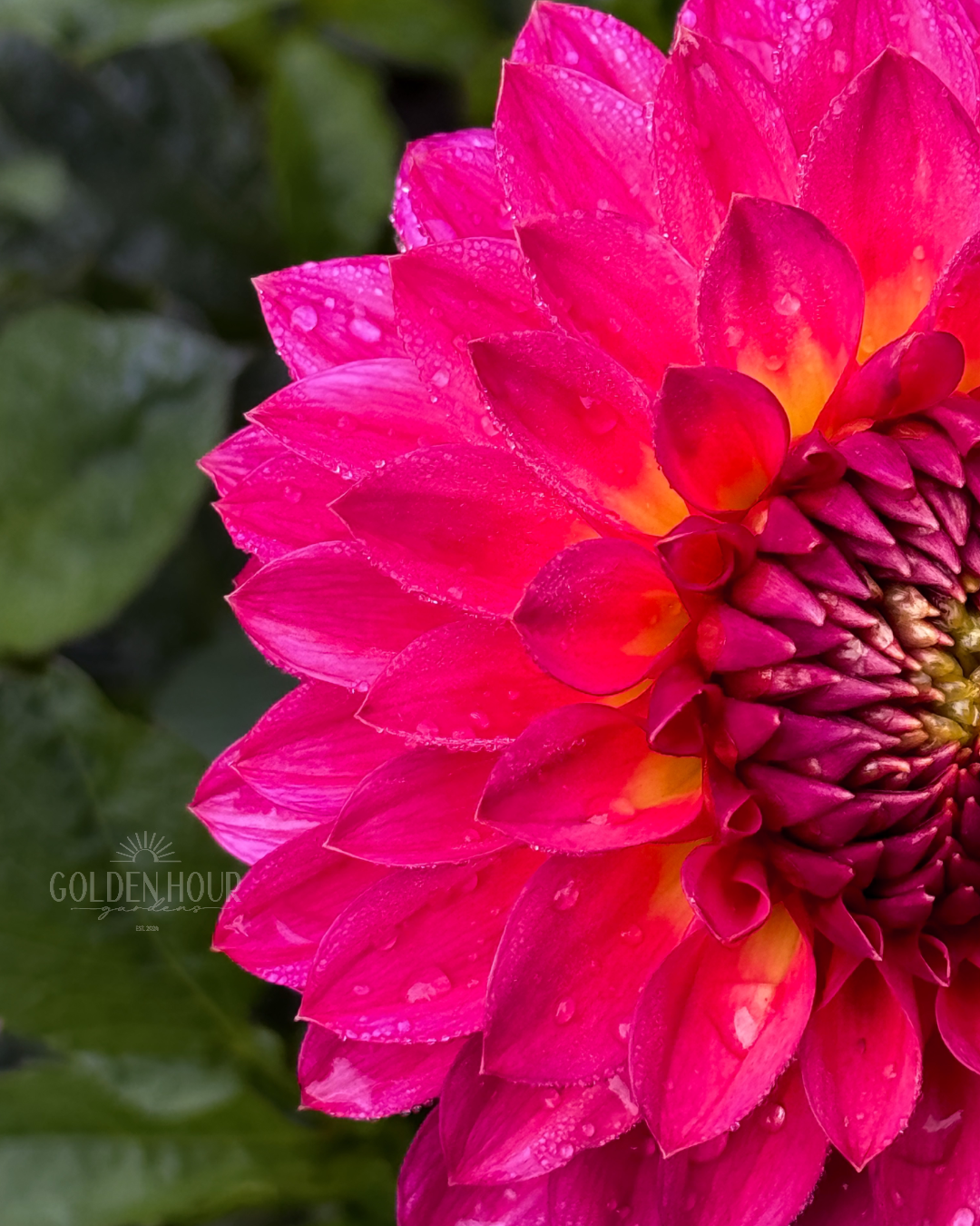 Camano Roo Dahlia Tuber, Camano Roo Dahlia Bulb, Camano Roo Dahlia Flower, Camano Roo Dahlia Bloom