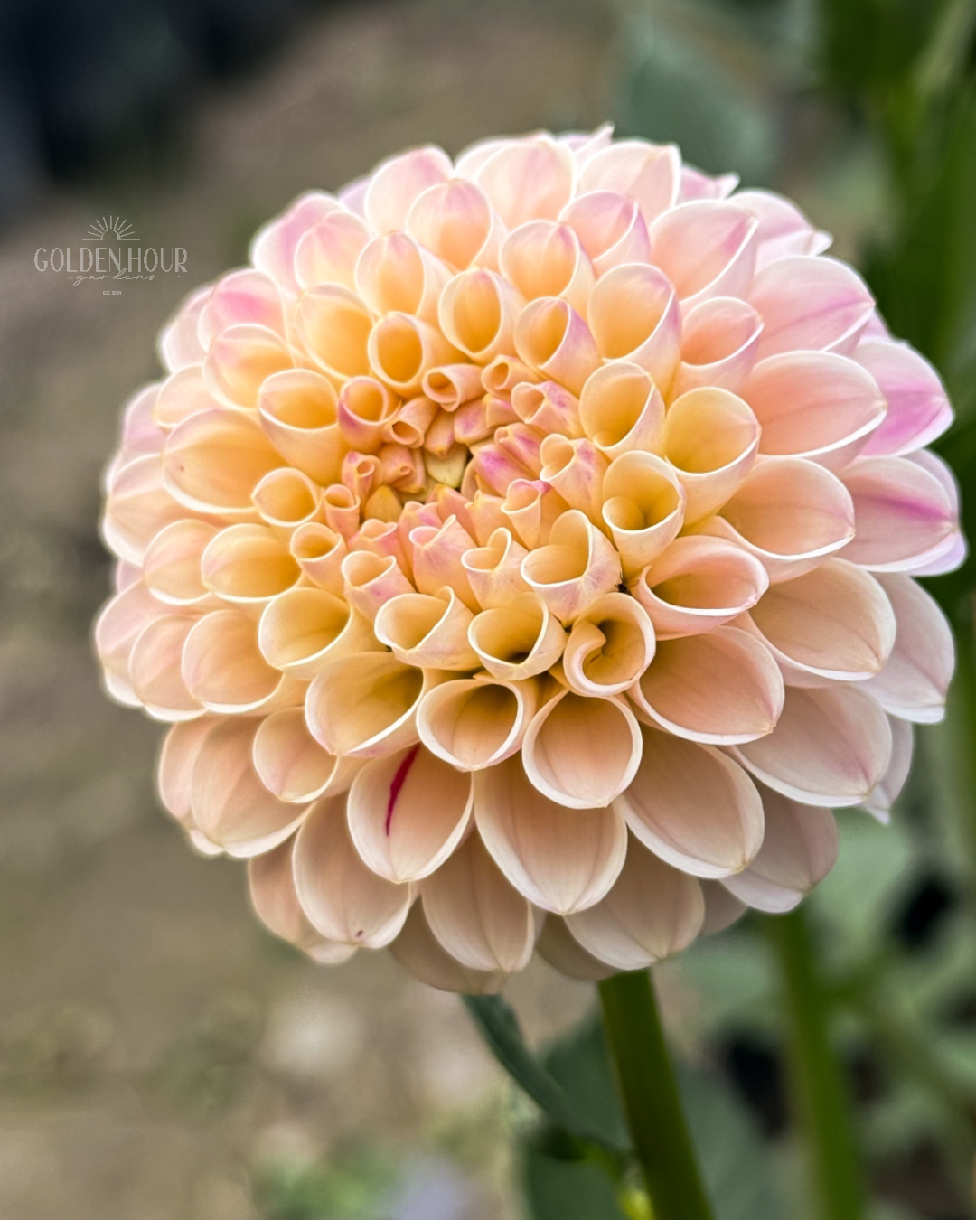 Camano Zoe Dahlia Tuber, Camano Zoe Dahlia Flower, Camano Zoe Dahlia Bulb, Camano Zoe Dahlia for Sale, Camano Zoe Dahlia Bloom