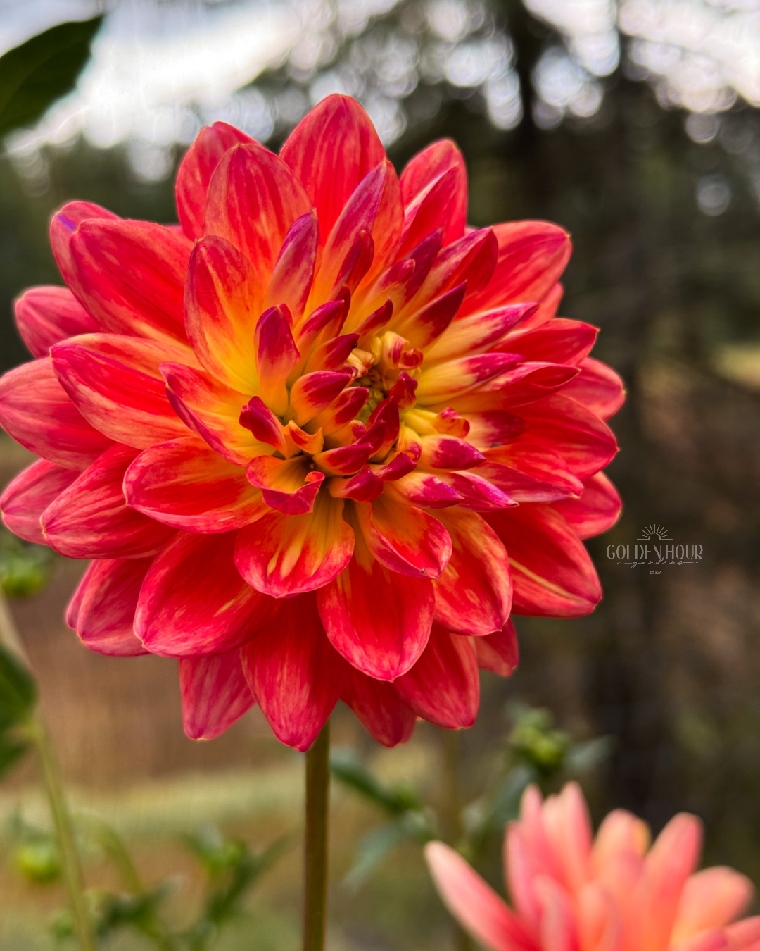 Canoz Anne Dahlia Tuber, Canoz Anne Dahlia Flower, Canoz Anne Dahlia Bulb, Canoz Anne Dahlia Sale, Canoz Anne Dahlia