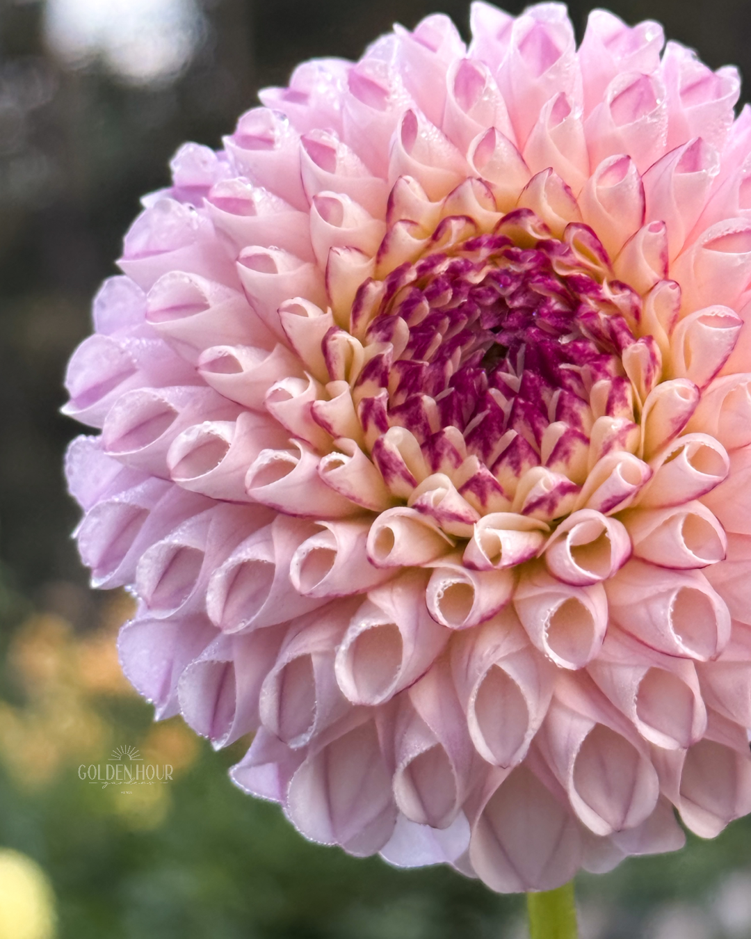 Chimacum Davi Dahlia Tuber, Chimacum Davi Dahlia Flower, Chimacum Davi Dahlia Bulb, Chimacum Davi Dahlia Sale, Chimacum Davi Dahlia