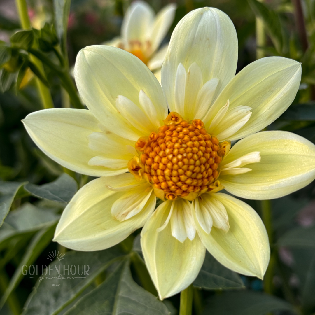 Clair de Lune Dahlia Tuber, Clair de Lune Dahlia Bulb, Clair de Lune Dahlia Bloom, Clair de Lune Dahlia Flower
