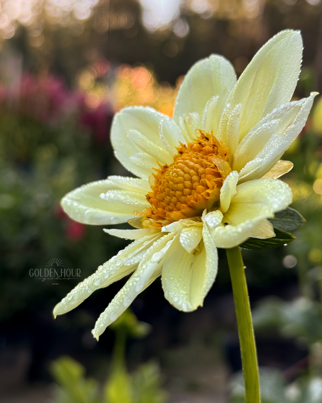 Clair de Lune Dahlia Tuber, Clair de Lune Dahlia Bulb, Clair de Lune Dahlia Bloom, Clair de Lune Dahlia Flower, Clair de Lune Dahlia Sale
