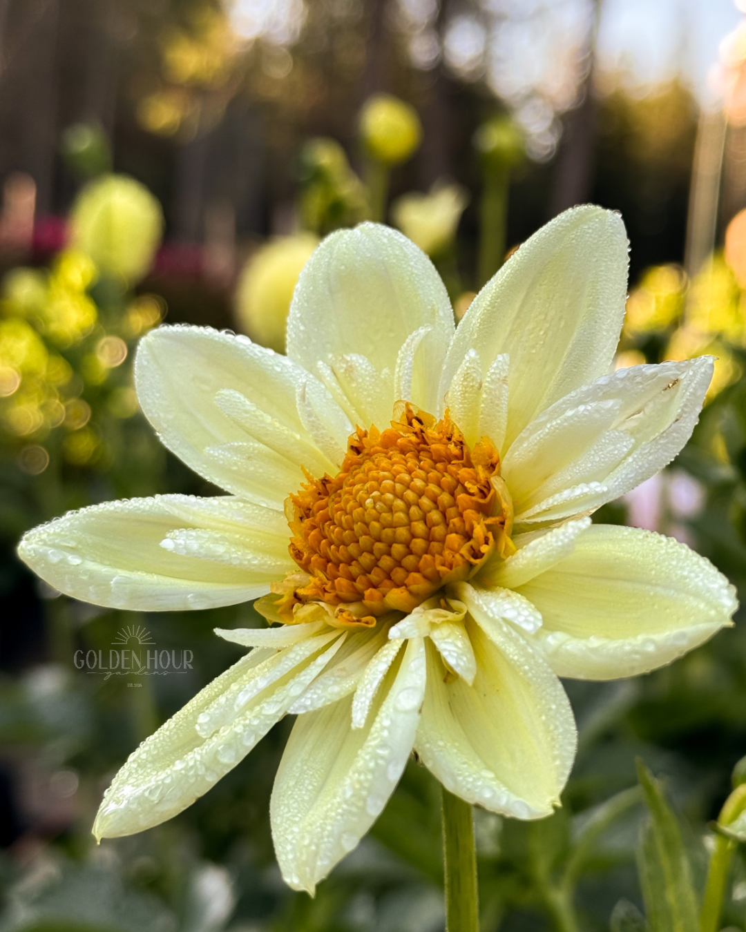 Clair de Lune Dahlia Tuber, Clair de Lune Dahlia Bulb, Clair de Lune Dahlia Bloom, Clair de Lune Dahlia Flower, Clair de Lune Dahlia Sale