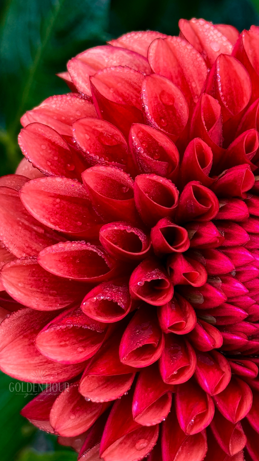 Copper Boy Dahlia Tuber, Copper Boy Dahlia Flower, Copper Boy Dahlia Bulb, Copper Boy Dahlia Bloom